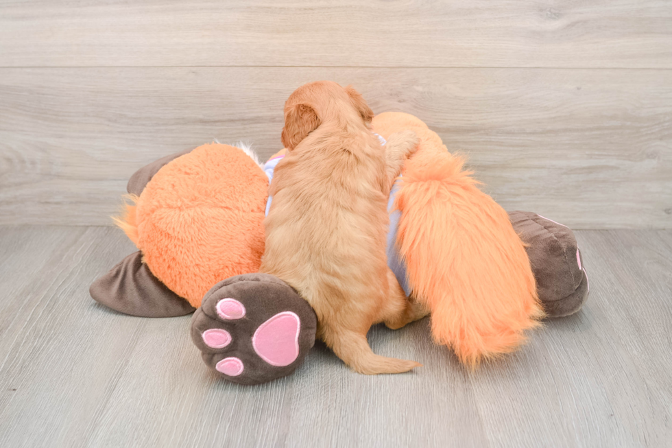 Adorable Golden Retriever Poodle Mix Poodle Mix Puppy