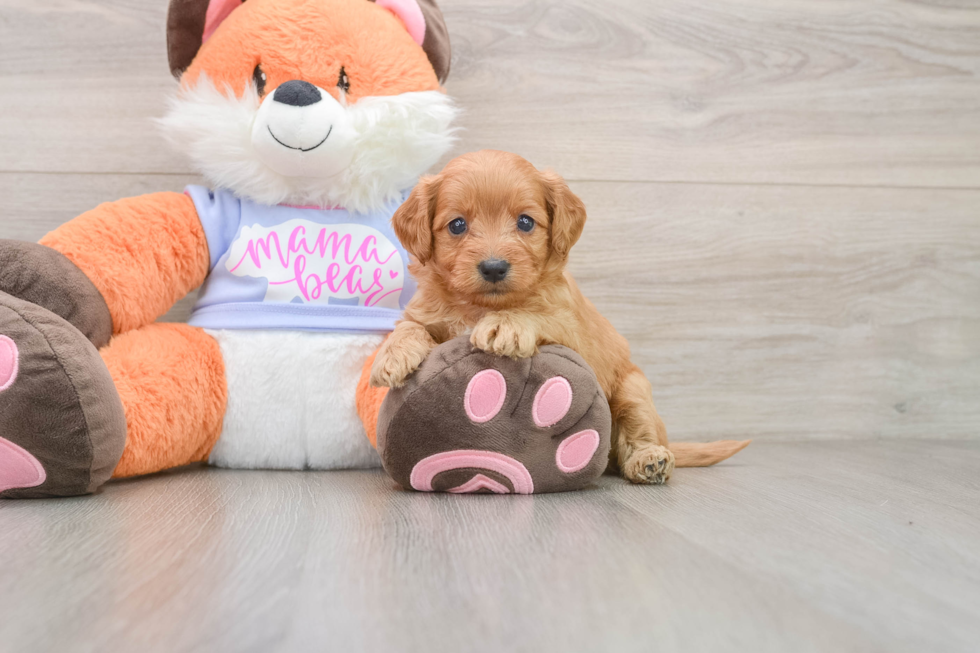 Funny Mini Goldendoodle Poodle Mix Pup