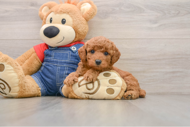 Sweet Mini Goldendoodle Baby