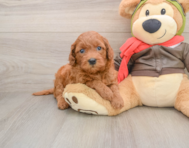 7 week old Mini Goldendoodle Puppy For Sale - Simply Southern Pups