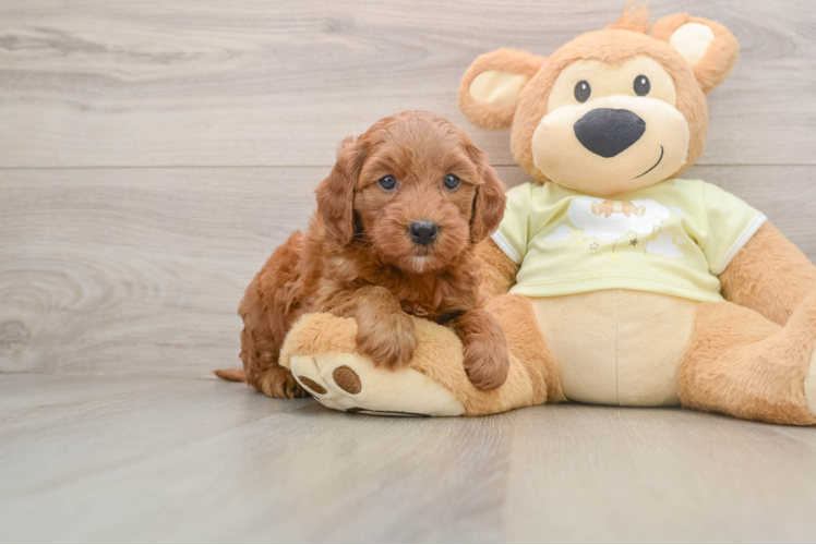 Mini Goldendoodle Pup Being Cute