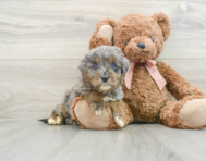 7 week old Mini Goldendoodle Puppy For Sale - Simply Southern Pups