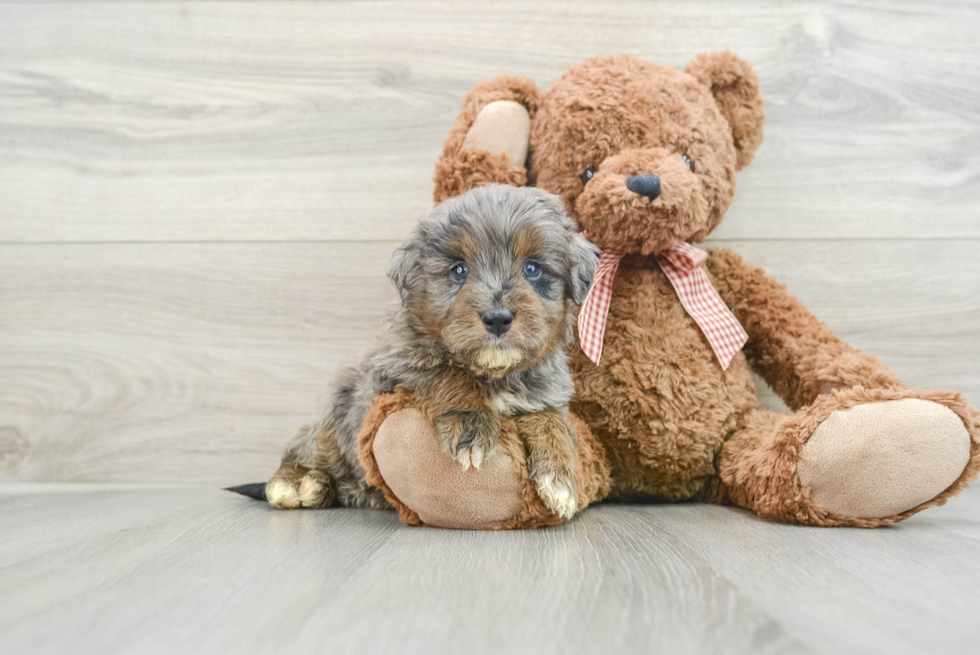 Little Mini Goldenpoo Poodle Mix Puppy