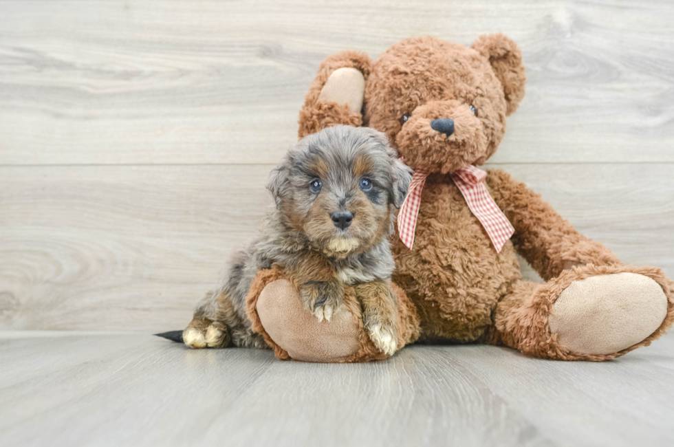 6 week old Mini Goldendoodle Puppy For Sale - Simply Southern Pups