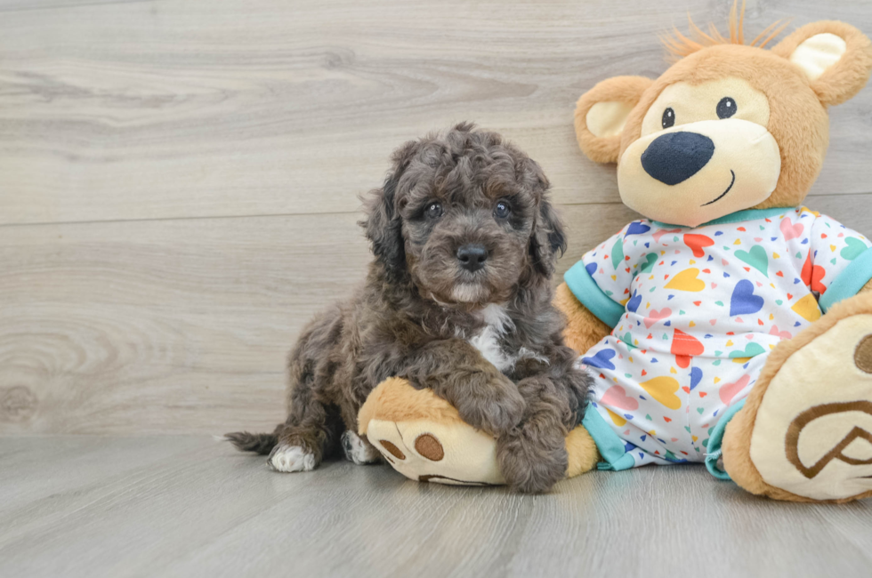 5 week old Mini Goldendoodle Puppy For Sale - Simply Southern Pups