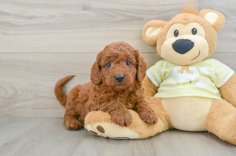 7 week old Mini Goldendoodle Puppy For Sale - Simply Southern Pups