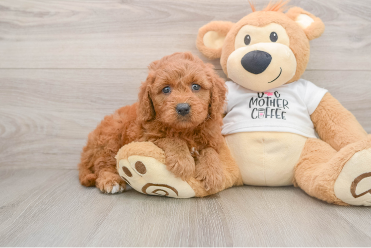 Fluffy Mini Goldendoodle Poodle Mix Pup