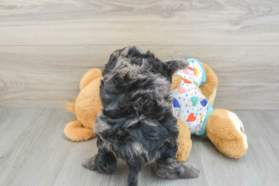 Mini Goldendoodle Puppy for Adoption