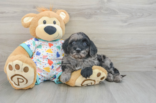 Mini Goldendoodle Pup Being Cute