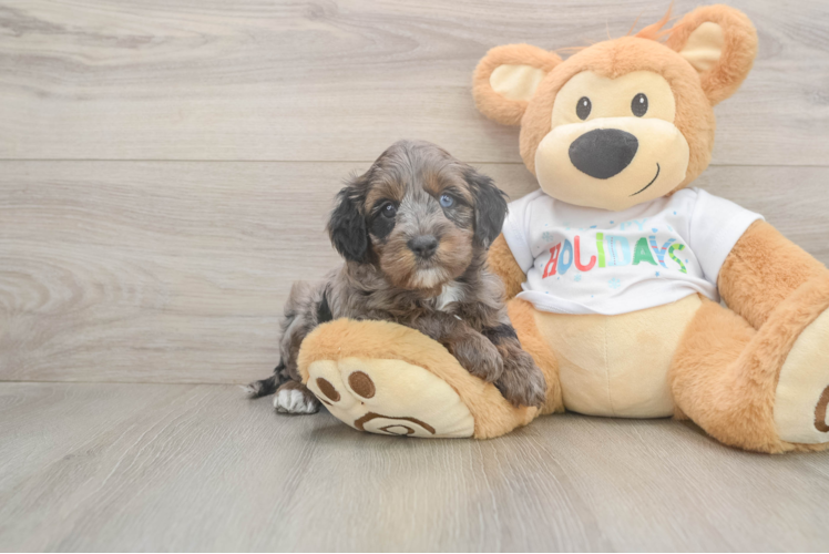 Mini Goldendoodle Puppy for Adoption
