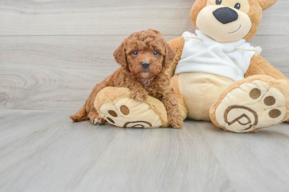 6 week old Mini Goldendoodle Puppy For Sale - Simply Southern Pups