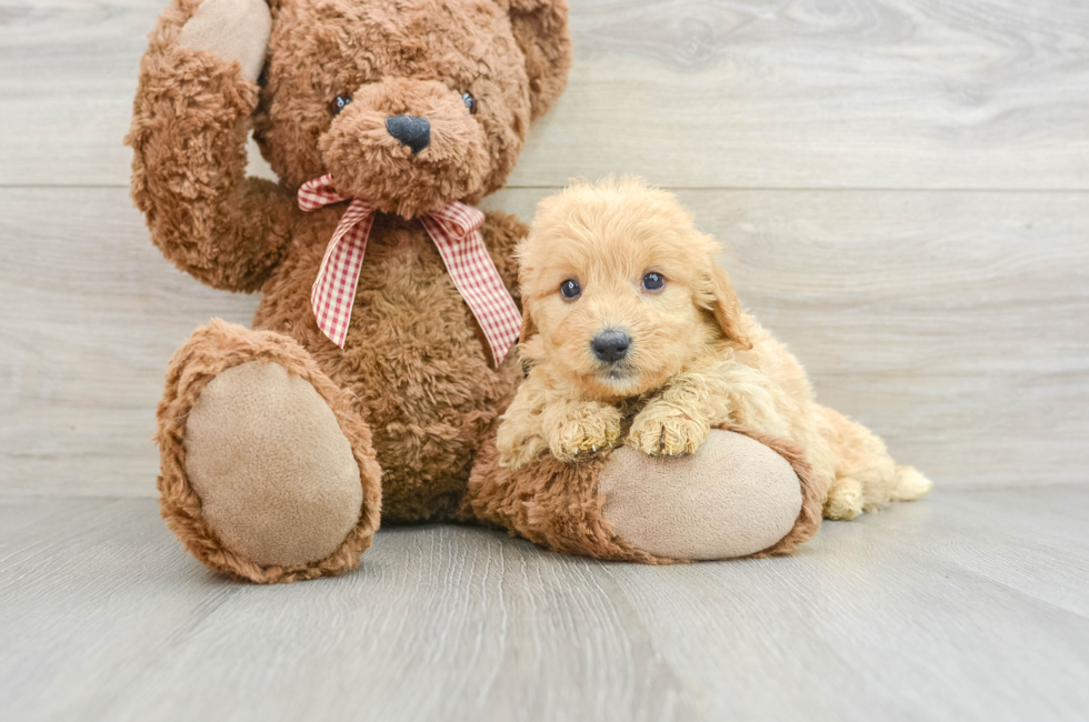 5 week old Mini Goldendoodle Puppy For Sale - Simply Southern Pups