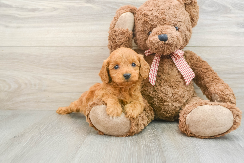 Cute Mini Goldendoodle Baby