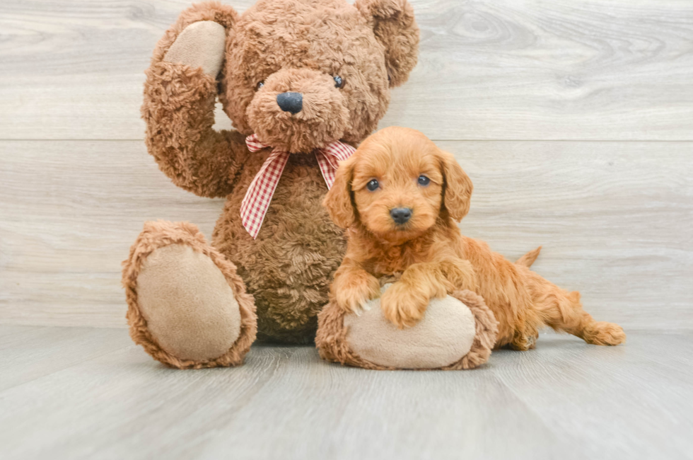 5 week old Mini Goldendoodle Puppy For Sale - Simply Southern Pups