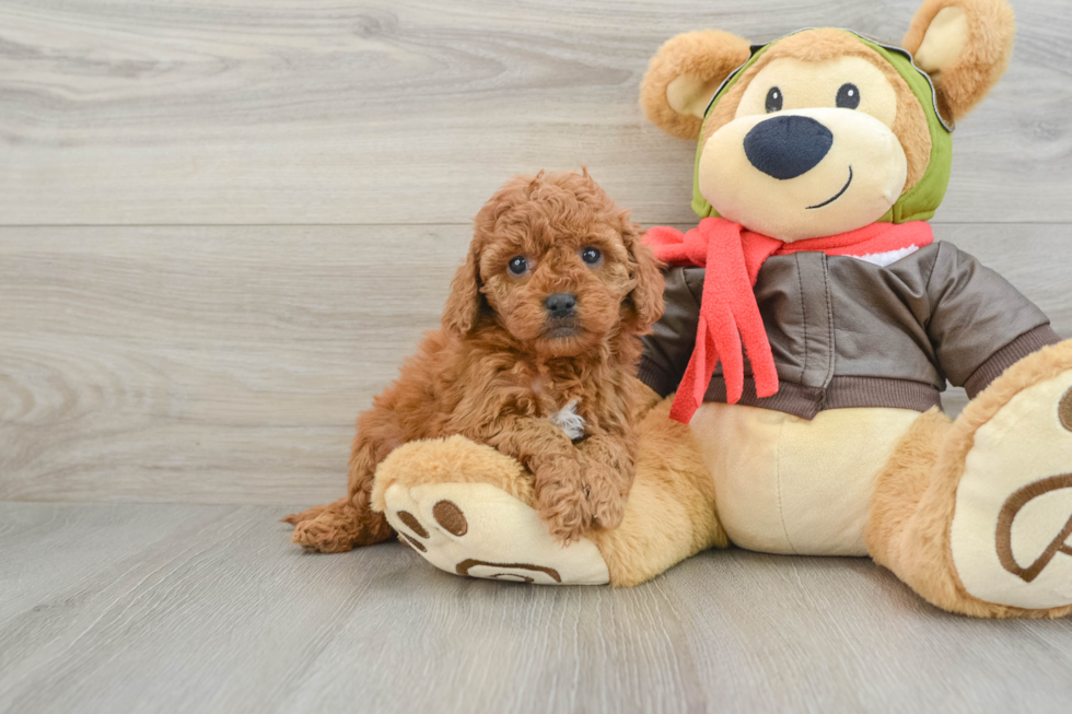 Energetic Golden Doodle Poodle Mix Puppy