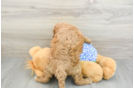 Friendly Mini Goldendoodle Baby