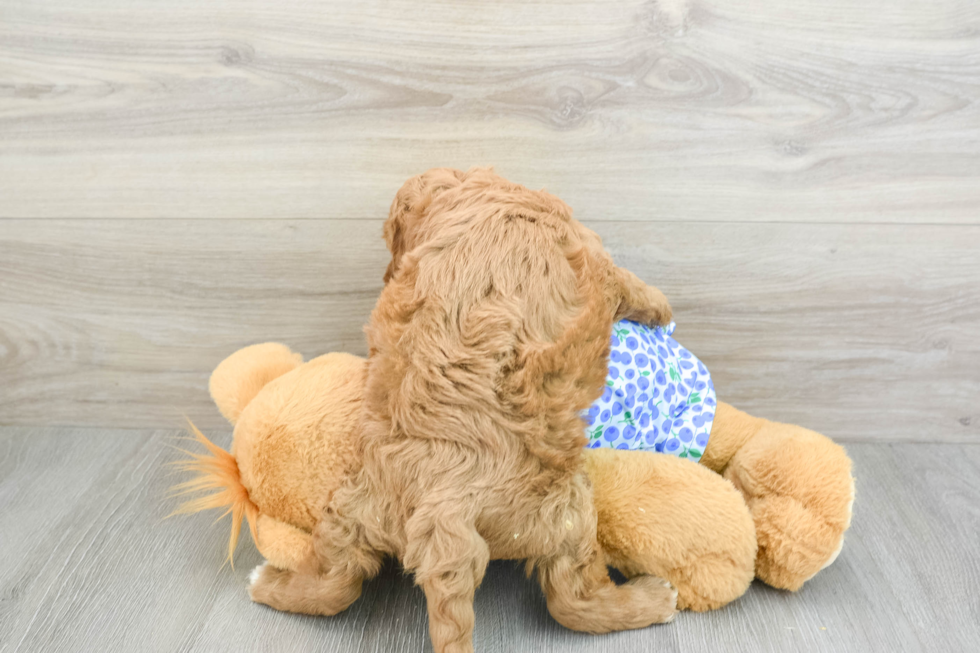 Friendly Mini Goldendoodle Baby