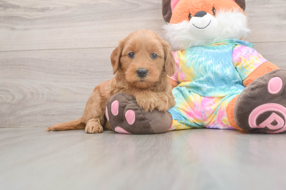 5 week old Mini Goldendoodle Puppy For Sale - Simply Southern Pups