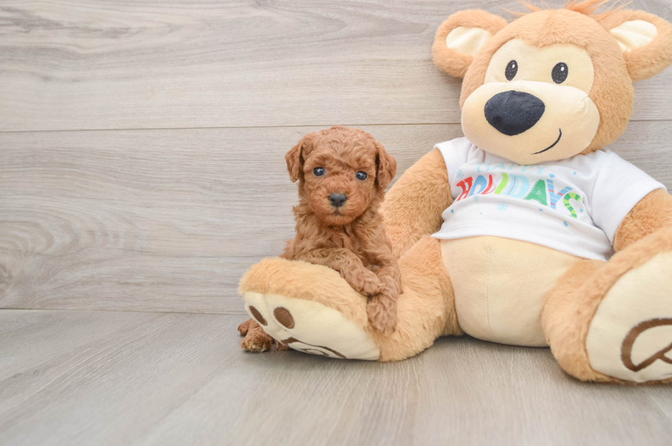 5 week old Mini Goldendoodle Puppy For Sale - Simply Southern Pups