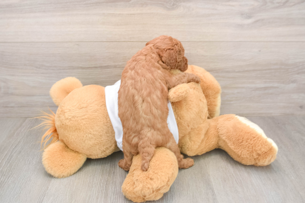 Best Mini Goldendoodle Baby