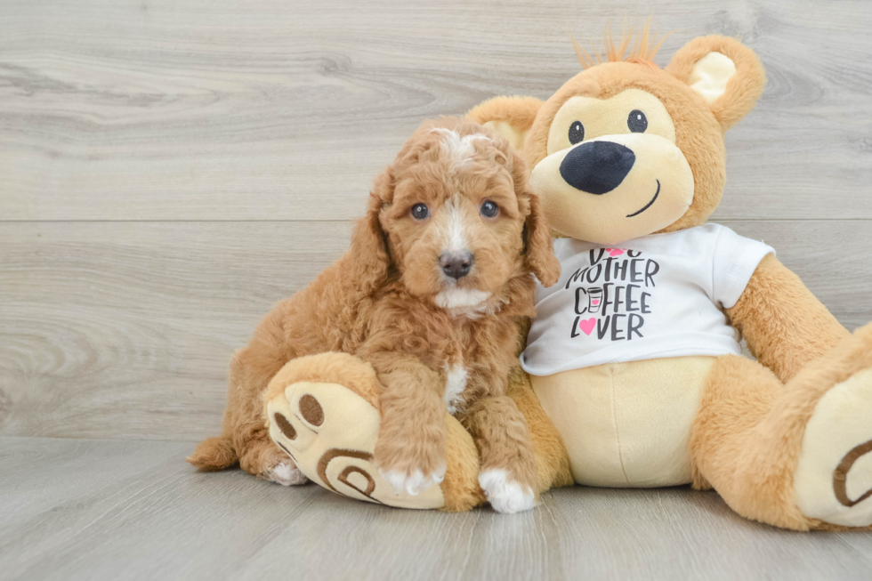 Hypoallergenic Mini Goldiepoo Poodle Mix Puppy