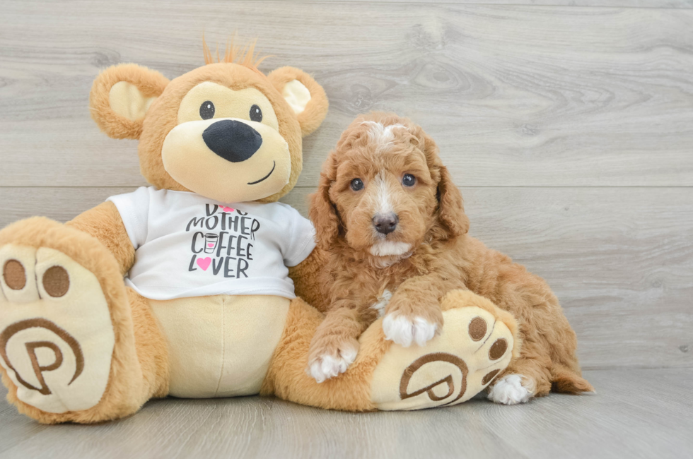 5 week old Mini Goldendoodle Puppy For Sale - Simply Southern Pups