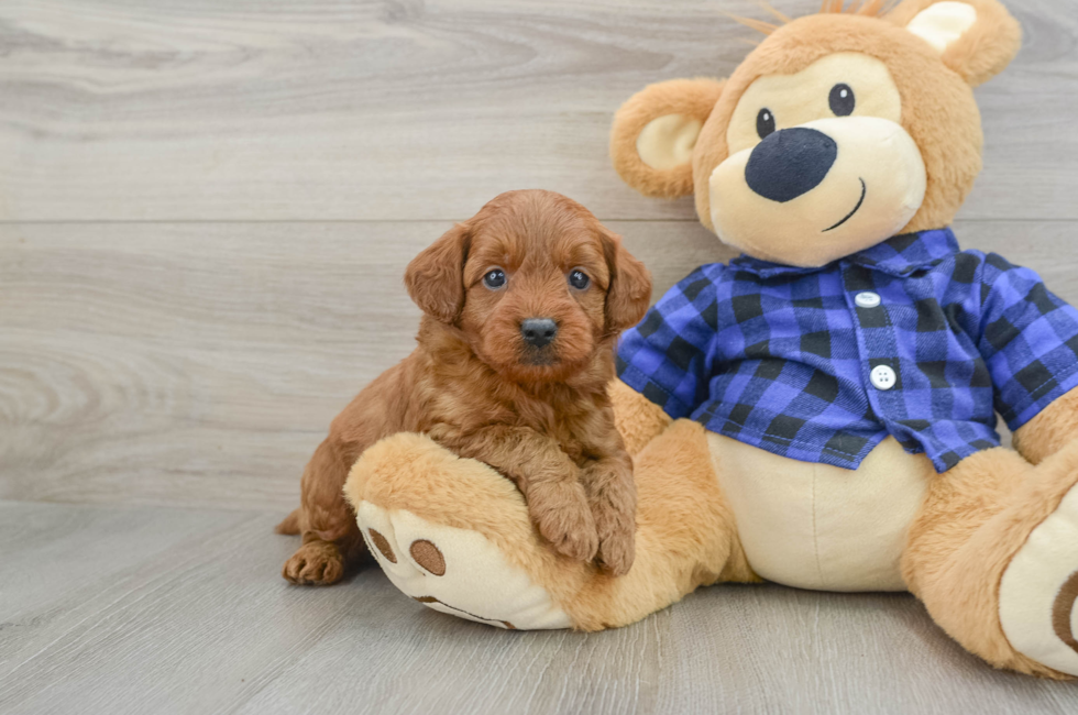 6 week old Mini Goldendoodle Puppy For Sale - Simply Southern Pups