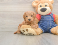 5 week old Mini Goldendoodle Puppy For Sale - Simply Southern Pups