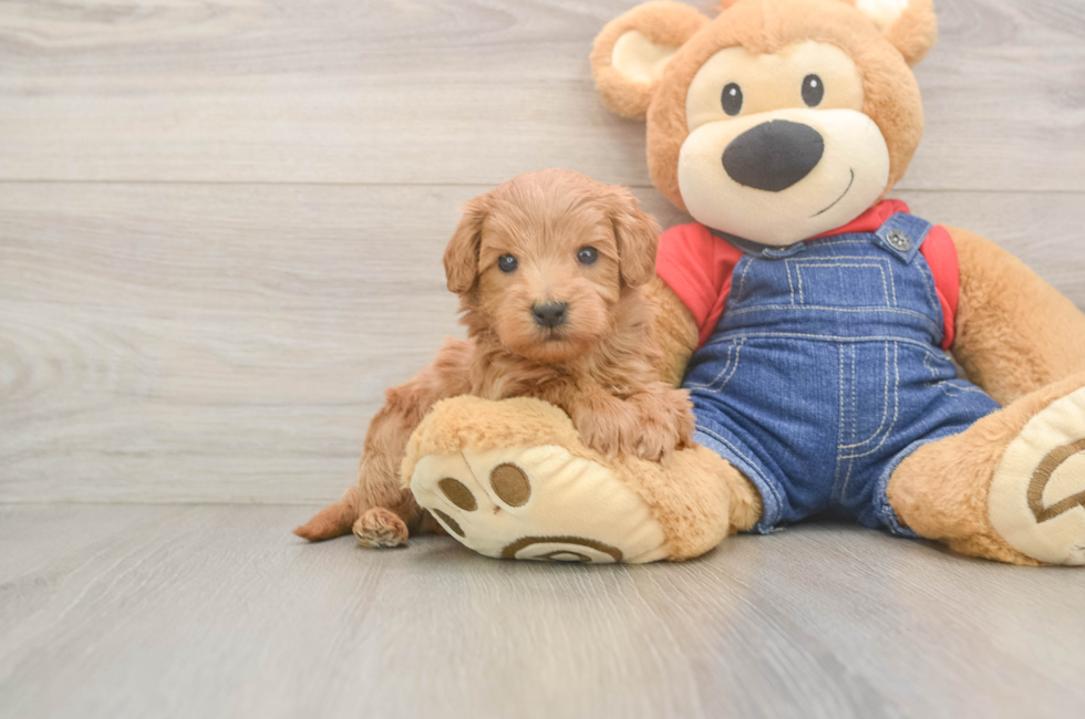 5 week old Mini Goldendoodle Puppy For Sale - Simply Southern Pups