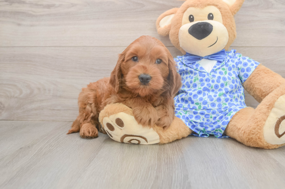 6 week old Mini Goldendoodle Puppy For Sale - Simply Southern Pups