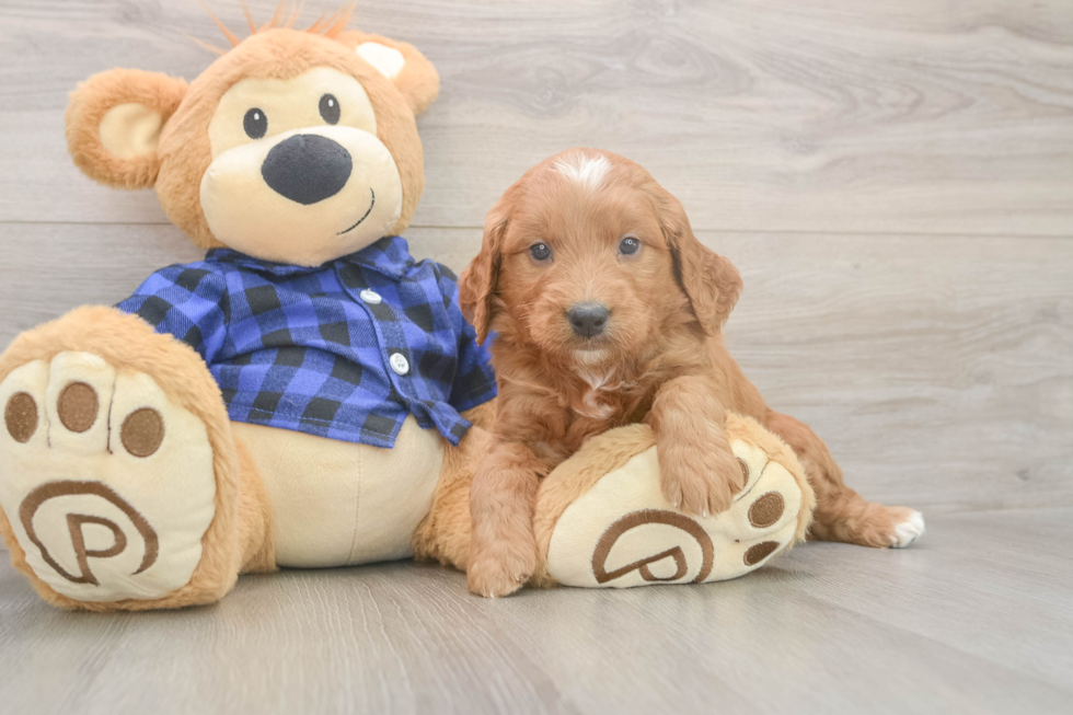 Funny Mini Goldendoodle Poodle Mix Pup