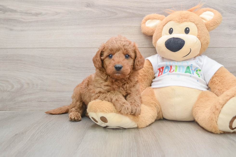 Little Mini Goldenpoo Poodle Mix Puppy