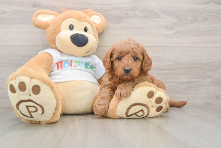 Mini Goldendoodle Puppy for Adoption
