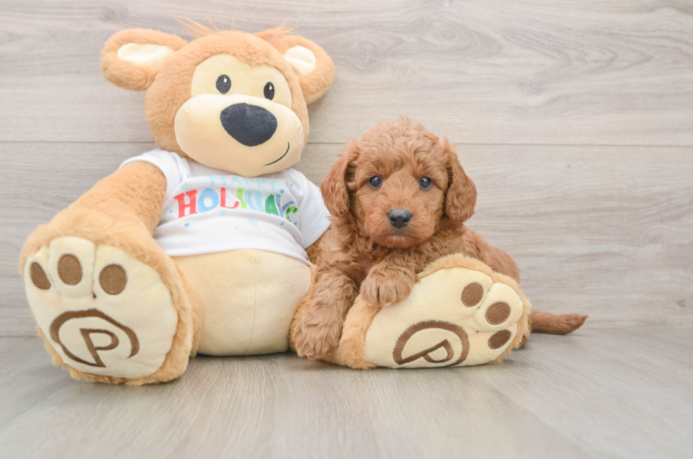 5 week old Mini Goldendoodle Puppy For Sale - Simply Southern Pups