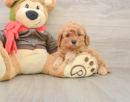 7 week old Mini Goldendoodle Puppy For Sale - Simply Southern Pups