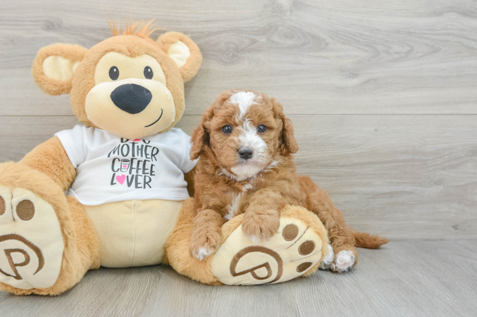 5 week old Mini Goldendoodle Puppy For Sale - Simply Southern Pups