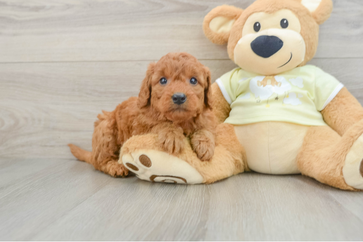 Mini Goldendoodle Pup Being Cute