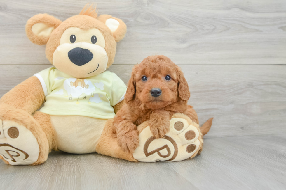 Mini Goldendoodle Pup Being Cute