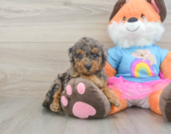 9 week old Mini Goldendoodle Puppy For Sale - Simply Southern Pups
