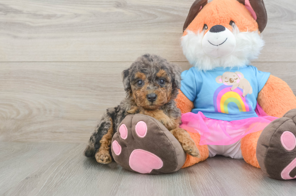 6 week old Mini Goldendoodle Puppy For Sale - Simply Southern Pups