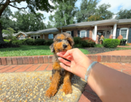 9 week old Mini Goldendoodle Puppy For Sale - Simply Southern Pups