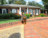 10 week old Mini Goldendoodle Puppy For Sale - Simply Southern Pups