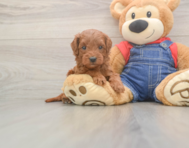 5 week old Mini Goldendoodle Puppy For Sale - Simply Southern Pups