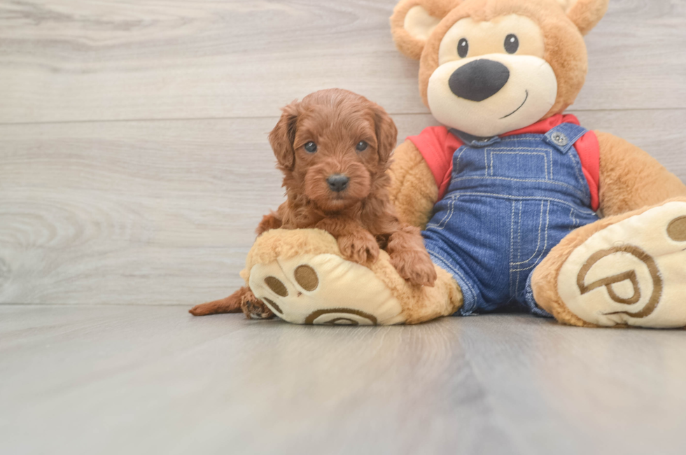 5 week old Mini Goldendoodle Puppy For Sale - Simply Southern Pups