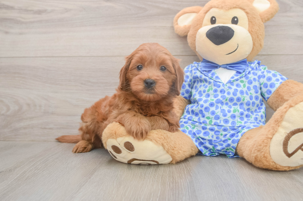 6 week old Mini Goldendoodle Puppy For Sale - Simply Southern Pups