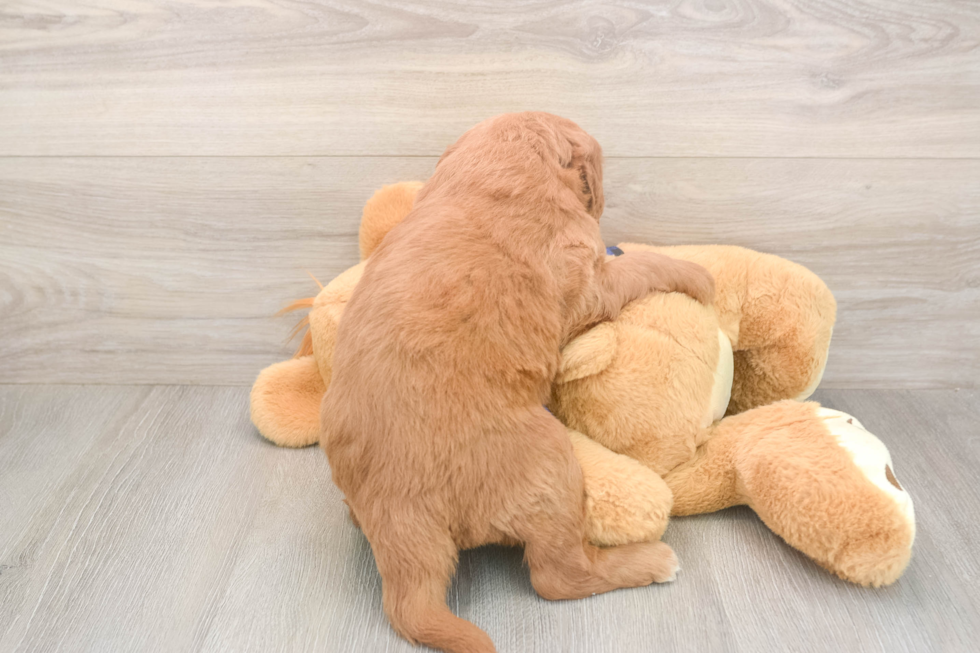 Adorable Golden Retriever Poodle Mix Poodle Mix Puppy