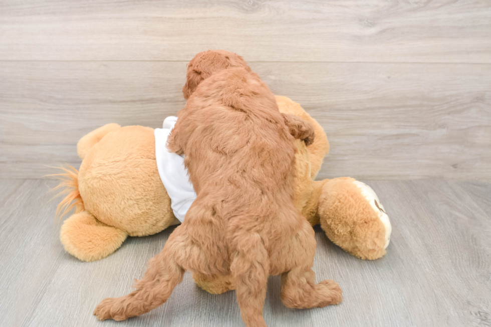 Best Mini Goldendoodle Baby