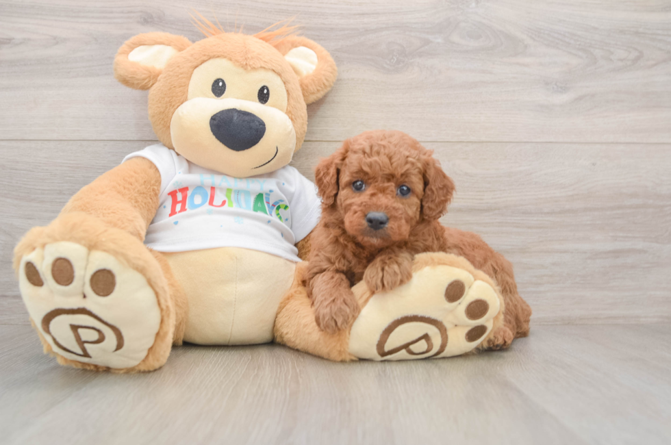 5 week old Mini Goldendoodle Puppy For Sale - Simply Southern Pups