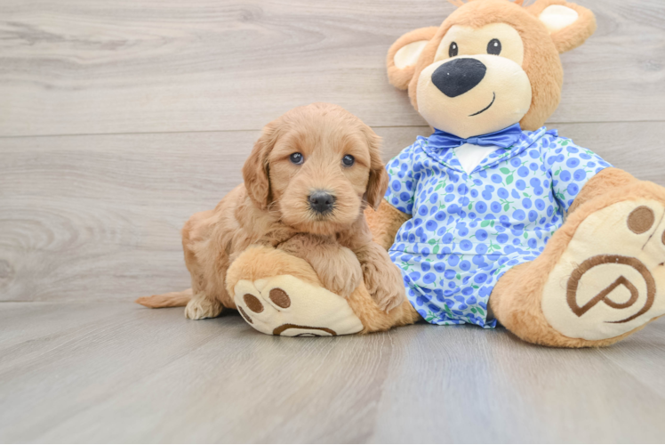 Mini Goldendoodle Puppy for Adoption