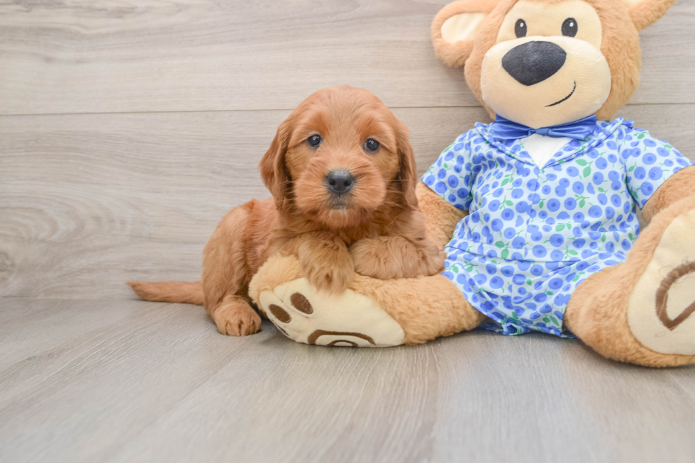 Mini Goldendoodle Pup Being Cute
